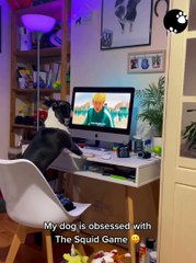 Dog after watching squid game | Pets Funny video #Petssy
