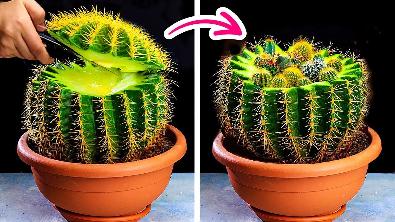 ASTUCES POUR LES PLANTES POUR L'ÉTÉ __ FAIS POUSSER TES PROPRES PLANTES À LA MAISON