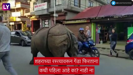 Nepal : वर्दळीच्या रस्त्यावर फिरतांना दिसला चक्क गेंडा, व्हिडीओ व्हायरल