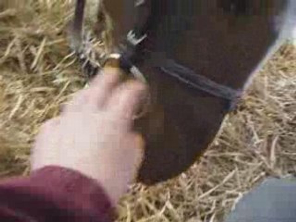 Un cours de dressage... =)