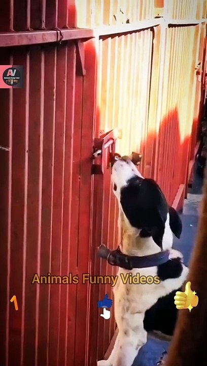 Wow So Beautiful Legendary Dog Videos | Dog New Videos 2022 | Animals Funny Videos