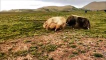 Yaks fight for the king animal earth #yaks