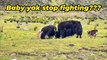 Baby yak stop big yaks fightsfull video #yaks