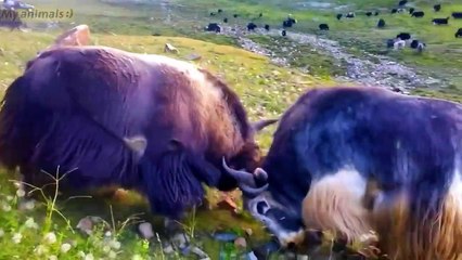 Yaks fight when they get angry, it's amazing #yaks