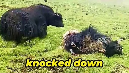 Wow ,Yaks knock downAnimals fighting #yaks