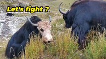 Yaks Fighting for the territory full videoAnimals world #yaks
