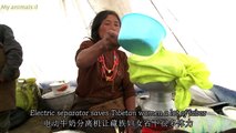 Yaks being milked by herders in new way   China's Wild West Animal Documentary