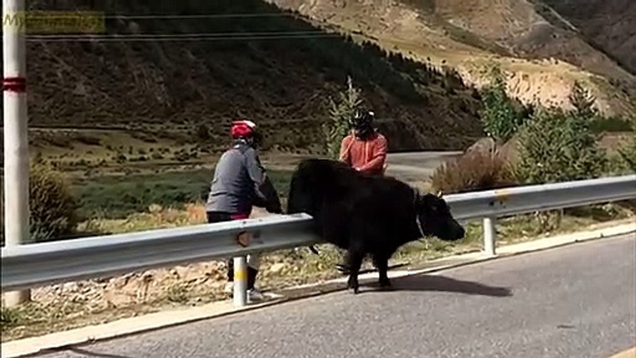 Yak baby ask people for help #yaks