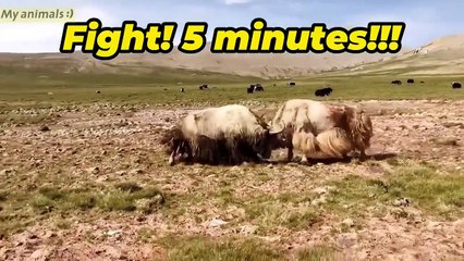 Yaks Crazy Fighting Videos ! 5 minutes full video!⚡️