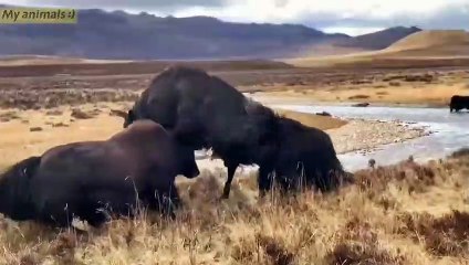 Yaks fighting for yak baby and spouse rights!