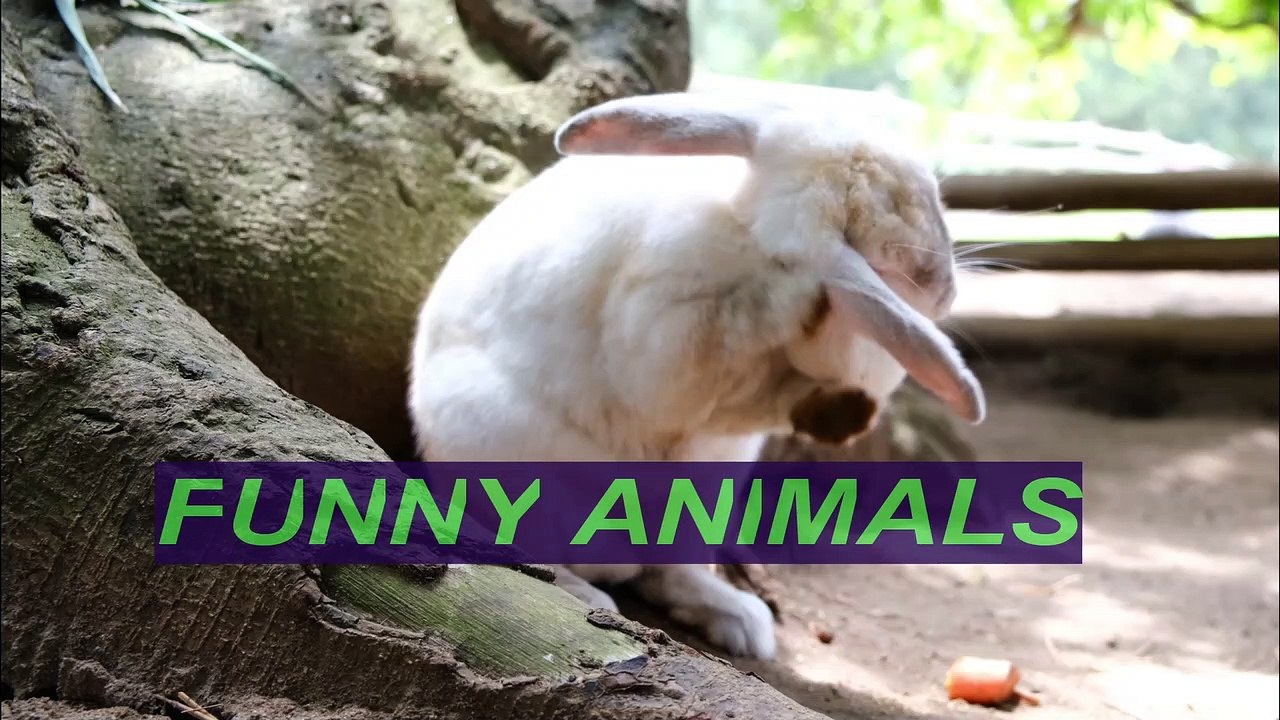 FUNNY VIDEO. FUNNY ANIMALS. FUNNY KING.ANIMAL