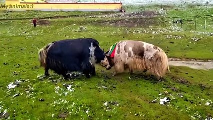 The dog stopping Yaks fighting!