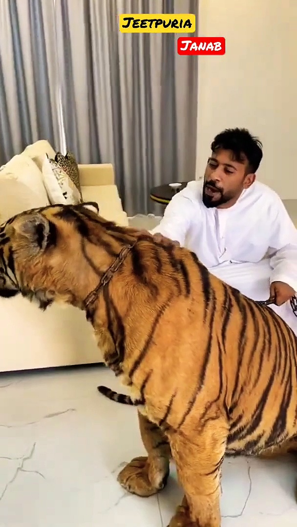 Dubai  King  Sheikh Nawab With White Lion  White T