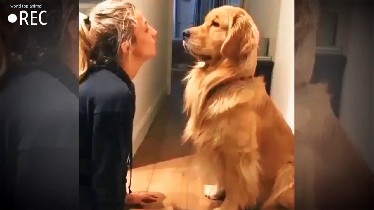 Lovely dog's funny video  #short video