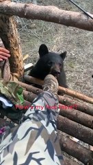 Curious Black Bear Chews on Hunter's Shoe