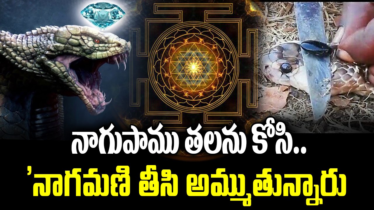 నాగుపాము తలను కోసి .. నాగమణి తీసి అమ్ముతున్నారు..|| ABN Digital