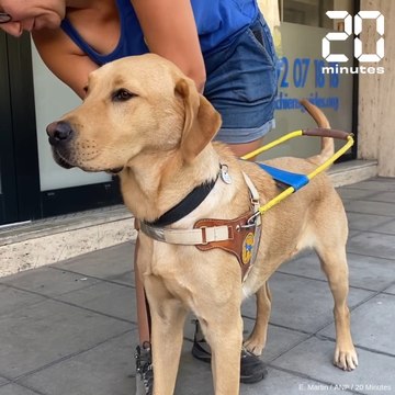A Nice, en immersion avec l'équipe qui forme les chiens guides d'aveugles
