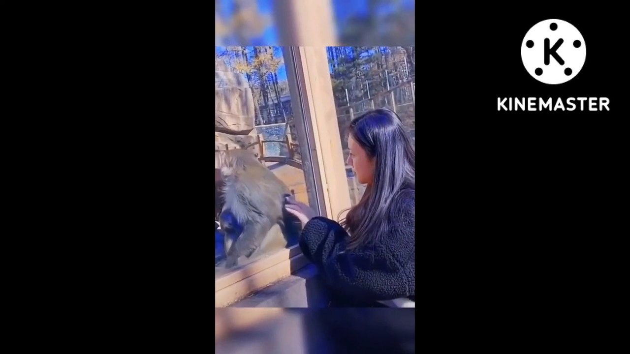 FUNNY VIDEO 