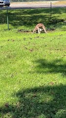 Kids Have Hilarious Comments About Male Kangaroo