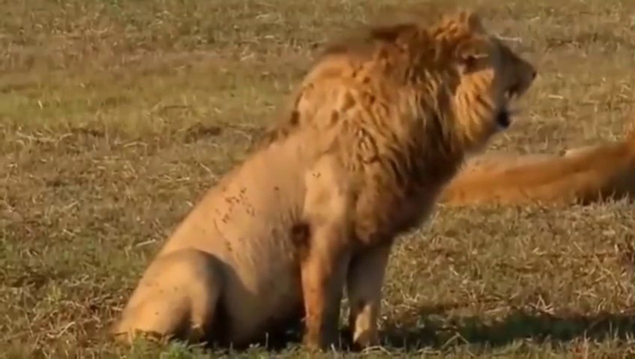 Prank dog funny