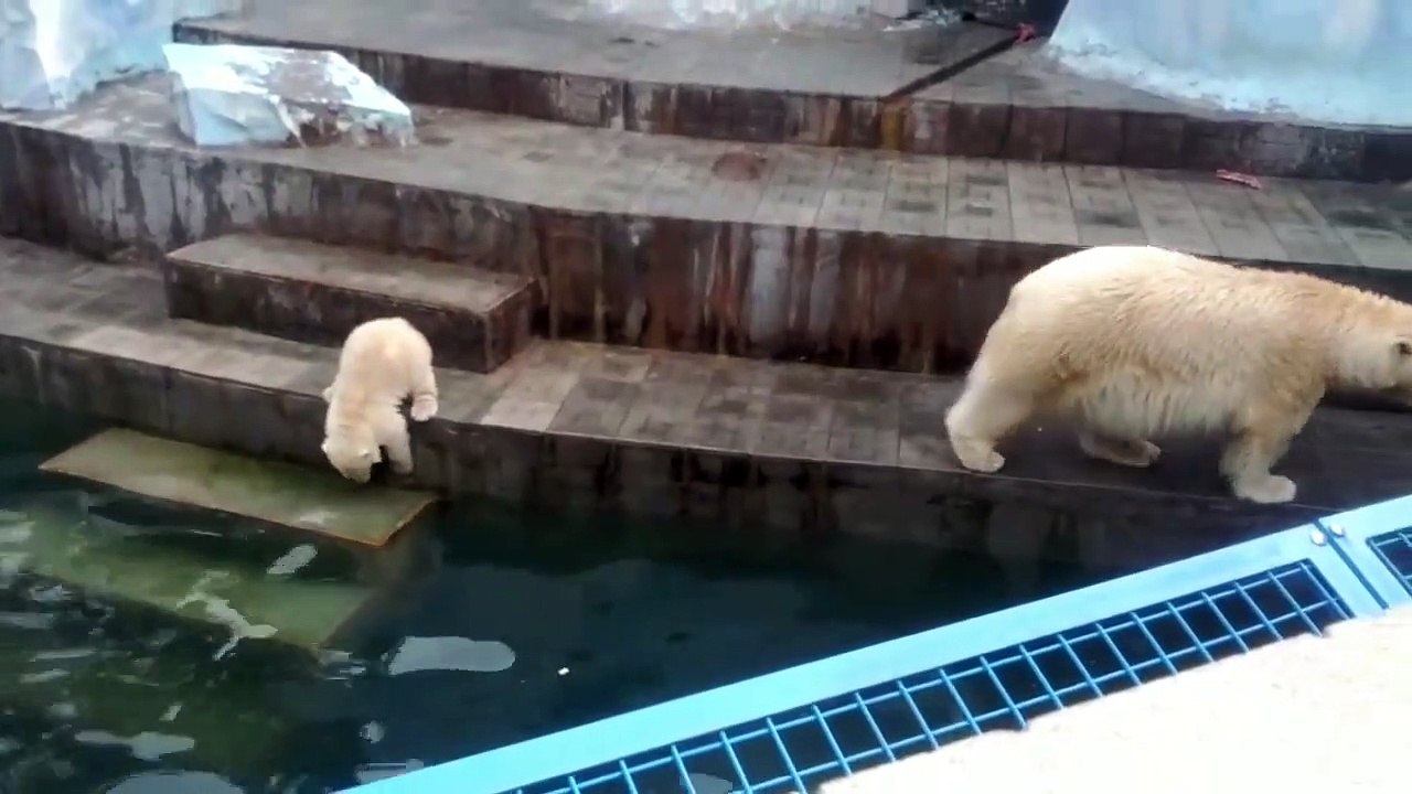 Bear with his baby