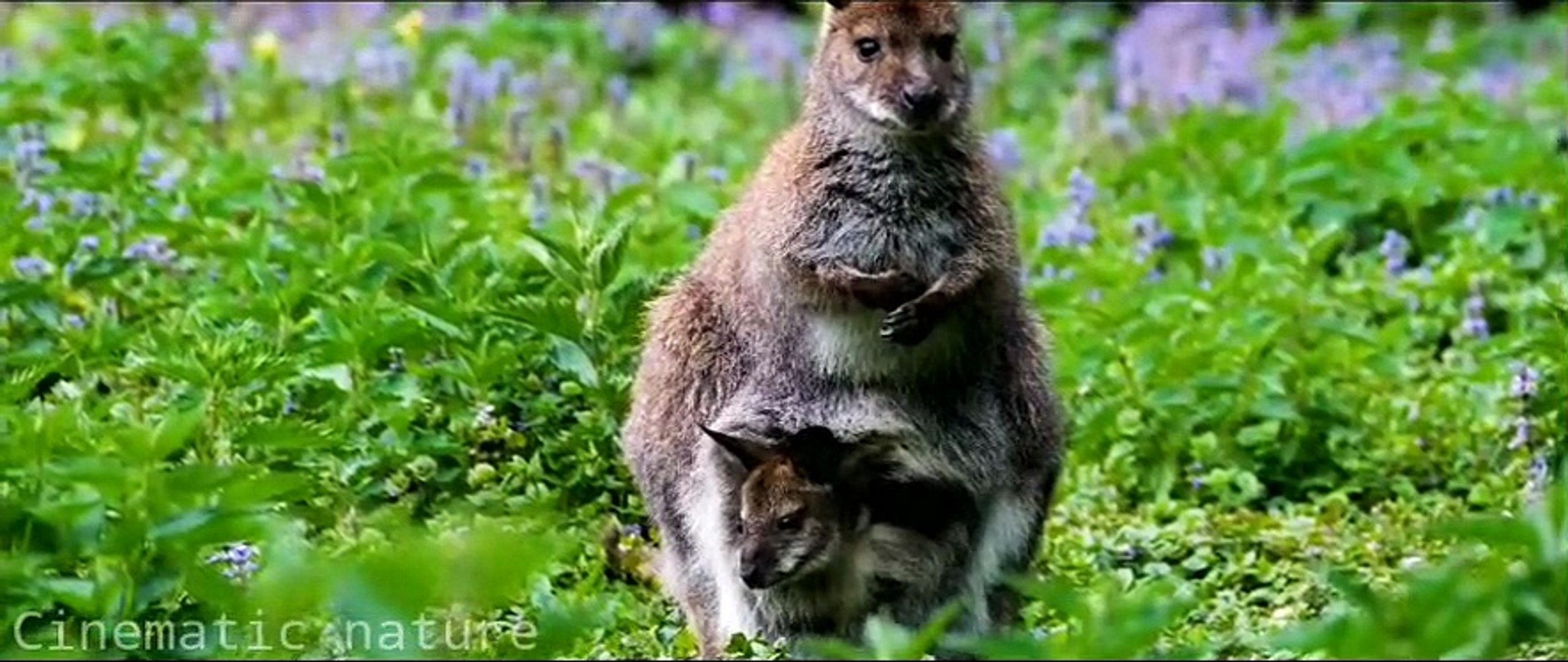 ⁣Animal planet Nature earth day,.