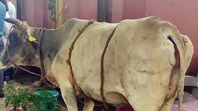 गोवंश की सेवा में जुटे युवा , मोक्षधाम में बनाया आइसोलेशन सेंटर