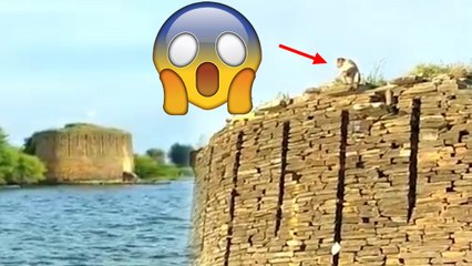 Viral Video ఐలాండ్‌పై చిక్కుకున్న కోతి... మానవత్వం చాటుకున్న గ్రామస్తులు *Viral | Telugu OneIndia