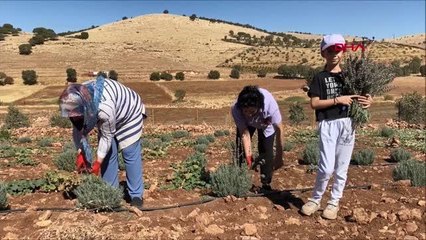 MİDYAT'TA KADINLARIN LAVANTA BAHÇESİNE DÖNÜŞTÜRDÜĞÜ ATIL ARAZİ, EKMEK KAPILARI OLDU --