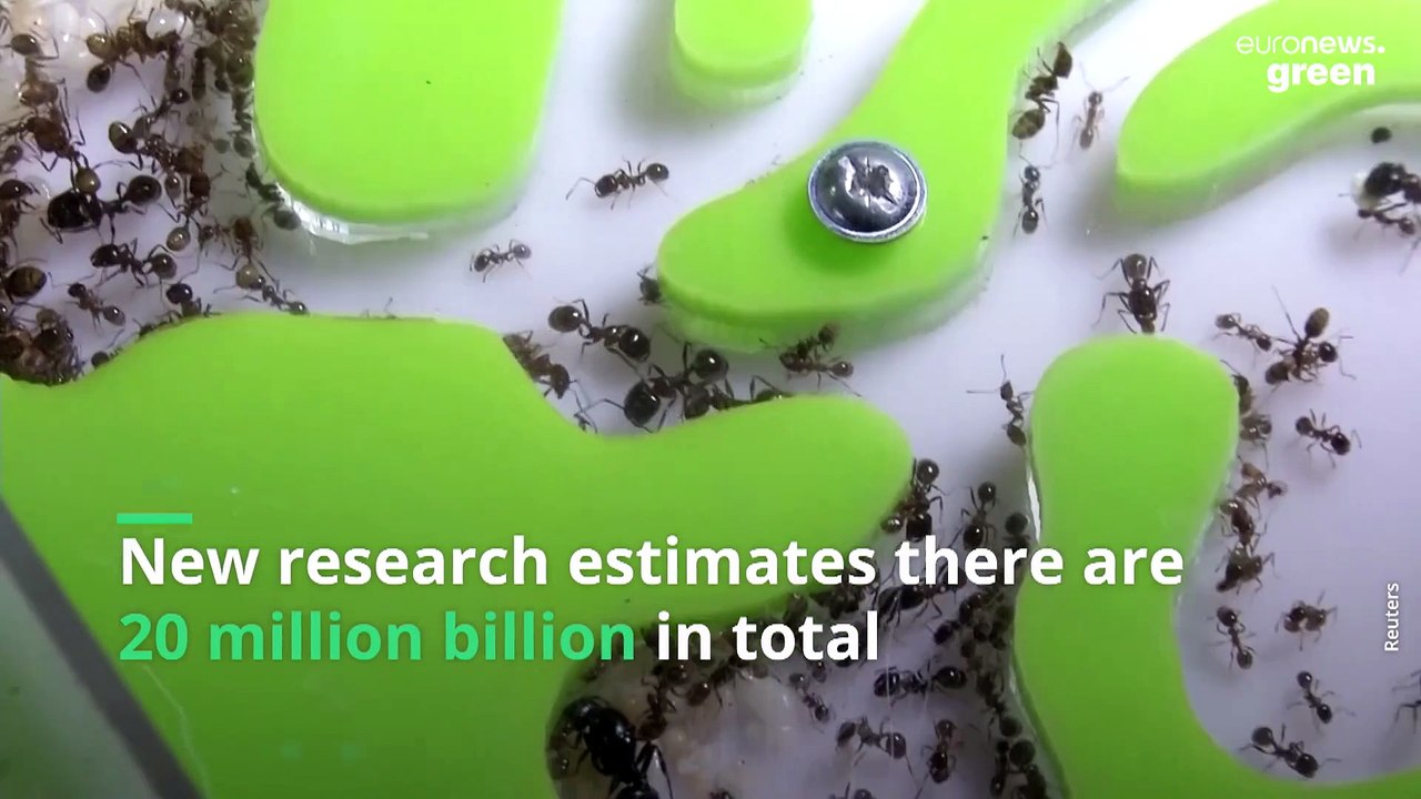 Researchers reveal that 20 quadrillion ants are crawling on the earth ...