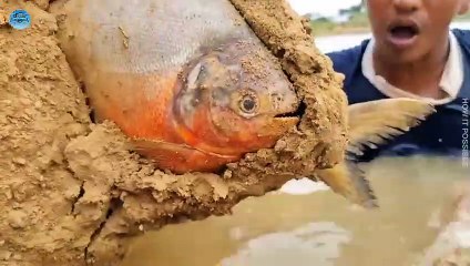 Top 10 Videos Of Fishing Best Satisfaction Hand Fishing Video River Big Fish Catching _fish _fishing(480P)