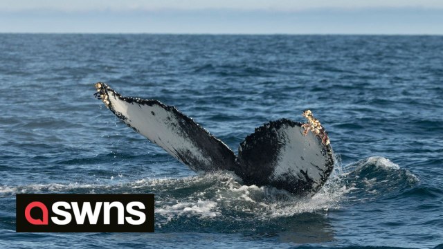 Unidentified humpback whale seen off the coast of Scotland named after the wildlife photographer who spotted it