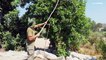 شاهد: مزارعو الخروب في قبرص يواصلون حصاد "ذهبهم الأسود"