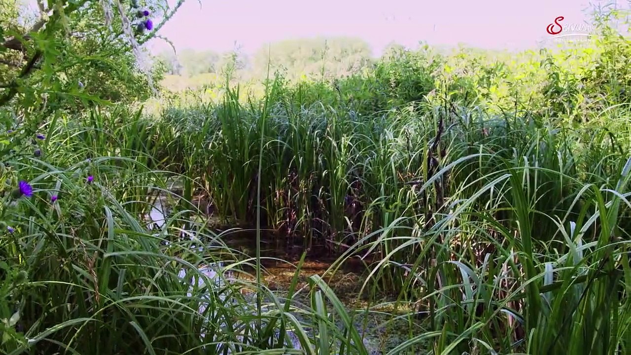 Hunde auf Mission Staffel 1 Folge 2 HD Deutsch