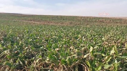 Şekerpancarı  Fiyatı Bir Yılda Üç Defa Yenilendi Ama Maliyeti Kurtaramayan Üreticiler, "Fiyatlar Yeniden Ele Alınmalı" Dedi