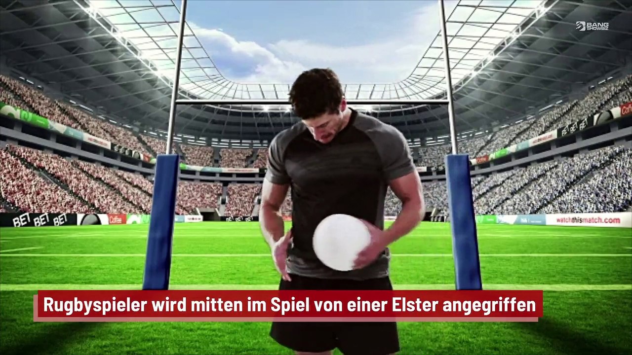 Rugbyspieler wird mitten im Spiel von einer Elster angegriffen