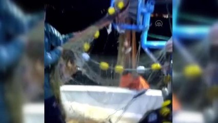 Palamut avcılığı için denize açılan balıkçılara karagöz sürprizi