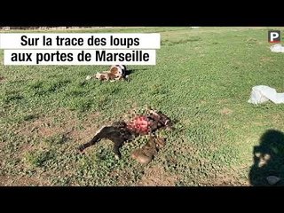 Sur la trace des loups aux portes de Marseille