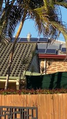 Kookaburra Sits on Spinning Vent