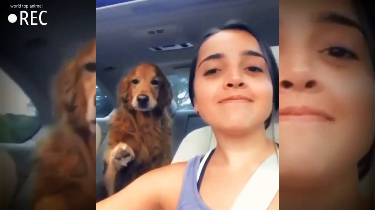 Amazing dog funny video 