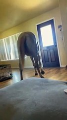 Peppy the Horse Comes into the House for a Visit