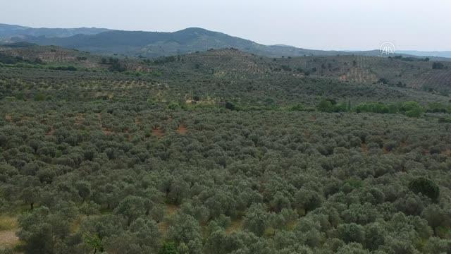 Balıkesir haber | Balıkesir'de hasat sezonu öncesi zeytin tarımının güvenliği değerlendirildi
