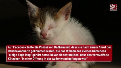 Kätzchen aus Mauer gerettet