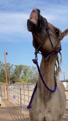 Happy Horse Smiles for the Camera