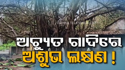 Mahakalpabata near Nemal Shrine goes bald - Devotees fear apocalypse