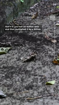 Recent Study Shows Ants Outnumber Humans