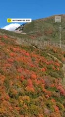 Drone Footage of Fall Foliage in Utah