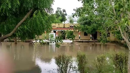 बेमौसम बरसात के साथ खराब हवाएं उड़ा ले गई काश्तकारों का हरा सोना