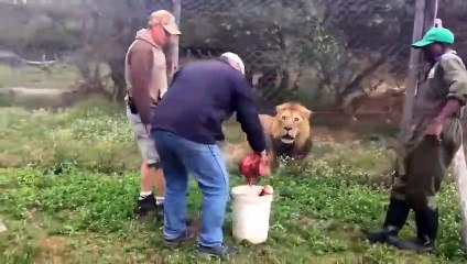 Ce lion aurait préféré avoir un plus gros bout de viande
