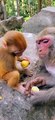 Baby monkey eating with mom